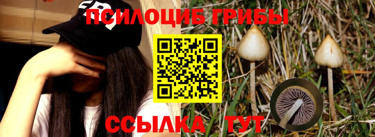Галлюциногенные грибы прущие грибы  Галлюциногенные грибы MAGIC MUSHROOMS  Алексеевка  Вход с VPN 